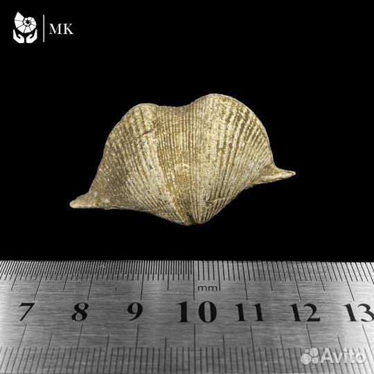 Брахиопода Cyrtospirifer 0689