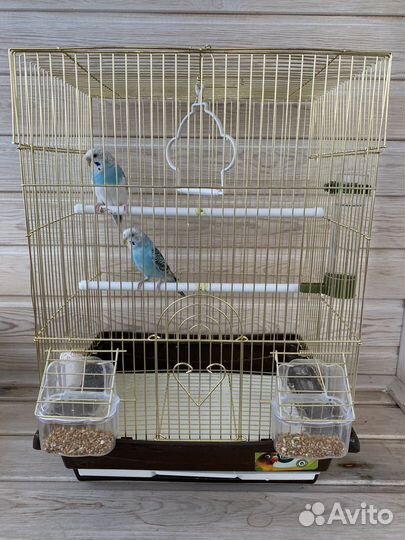 Волнистый попугай