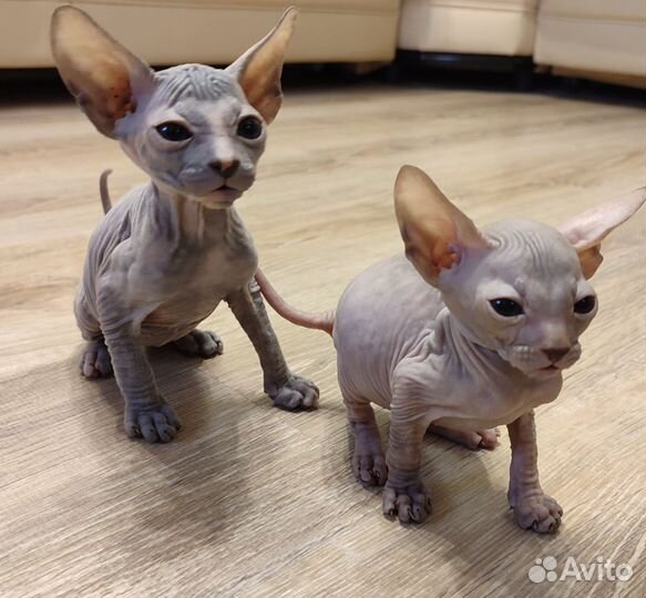 Донской сфинкс котята