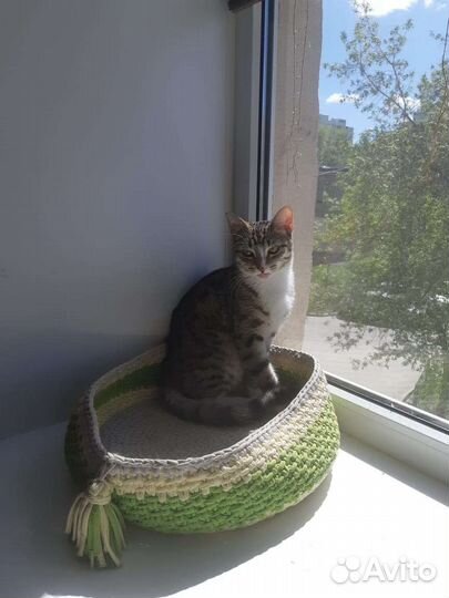 Красавчик Орфей