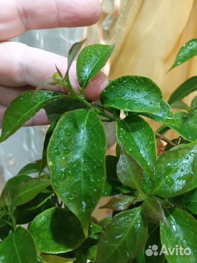 Бугенвелия сорт Глабра,плюмерия розовая