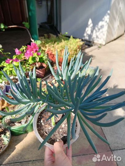 Сенецио(крестовник)