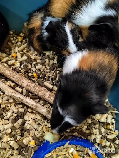 Морские свинки