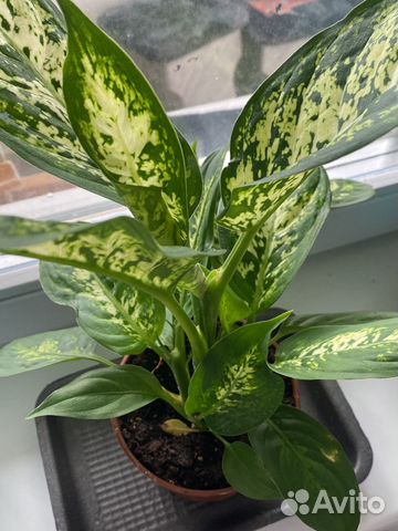 Диффенбахия офисные цветы