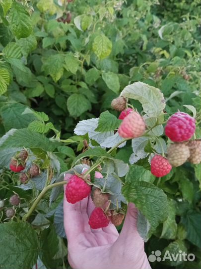 Саженцы малины Овация