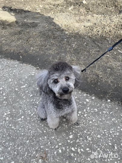 Собака (вязка)