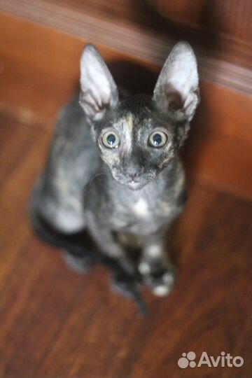 Кошечка Корниш-рекс
