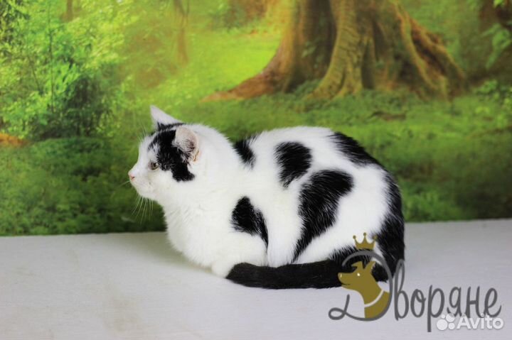 Красавица Снежка