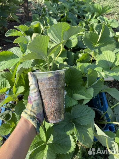 Клубника Сенсация Гигантелла Цунаки Чамора Скала