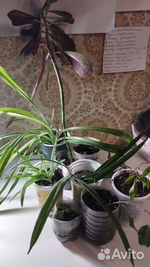 Комнатные растения