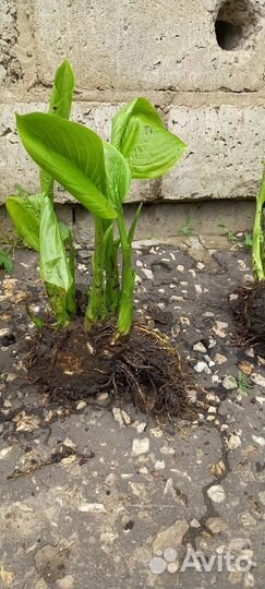 Продается Хоста