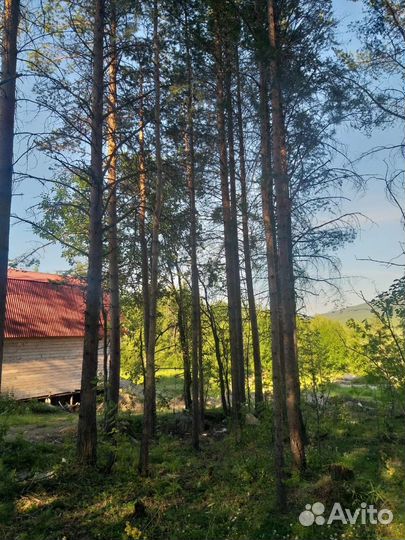 Лес кругляк пиловочник