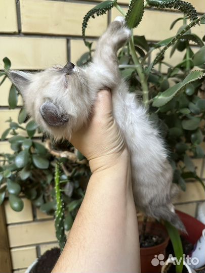 Котенок