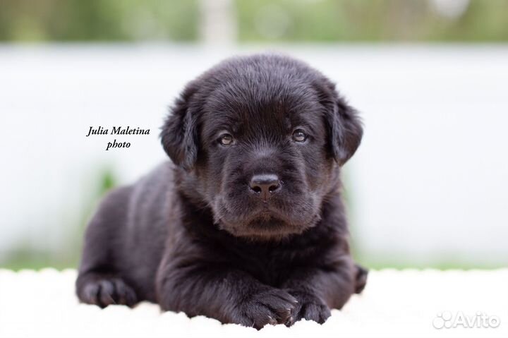 Щенки лабрадора
