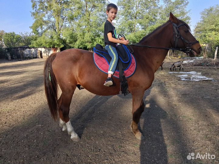 Занятия верховой ездой, фотосессии, дни рождения