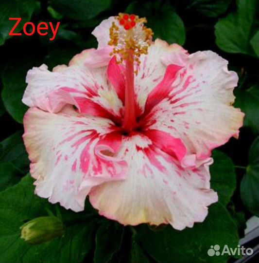 Сортовые гибискусы