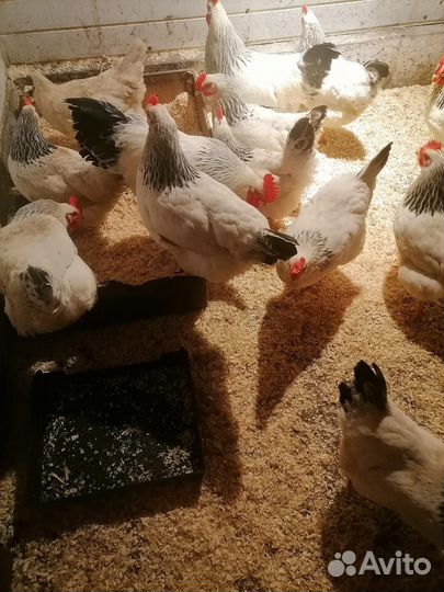 Инкубационные яйца кур