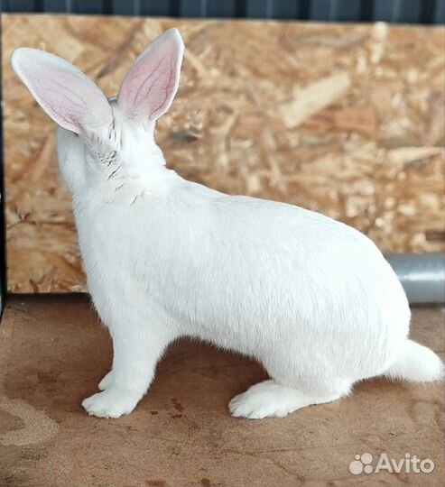 Самцы белого паннона