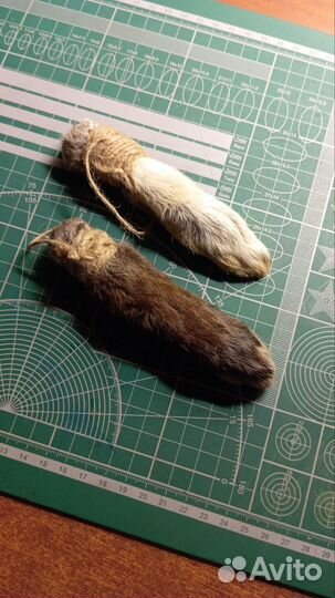 Кроличья лапка