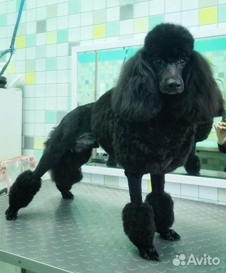 Груминг стрижка собак