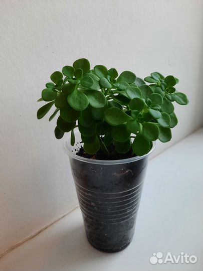 Аихризон дерево любви