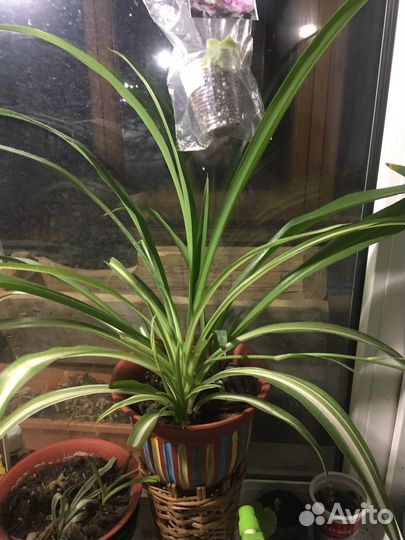 Хлорофитум