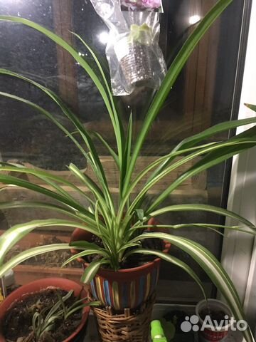 Хлорофитум