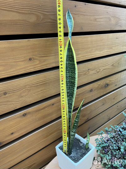 Сансевиерия Лауренти