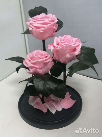 Роза в колбе