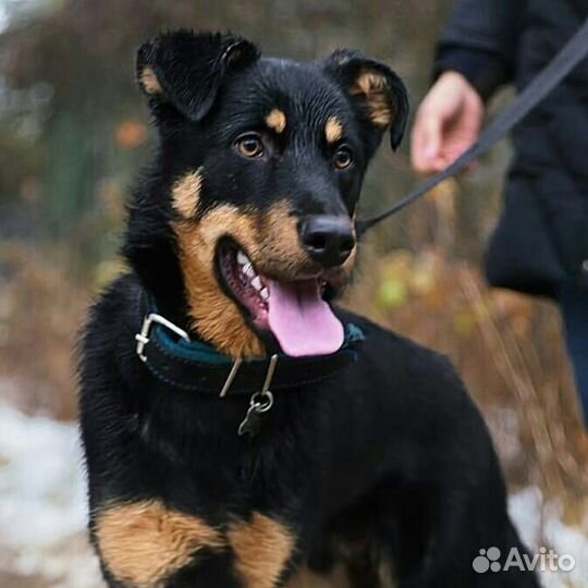 Брейв в поисках дома