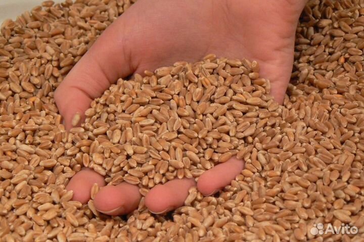 Зерно овес ячмень пшеница