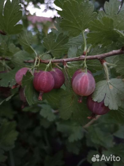 Саженцы крыжовника, смородины, малины