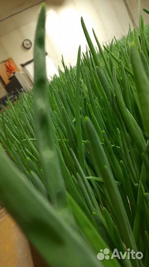 Консультации, агросопровождение по выгонке лука