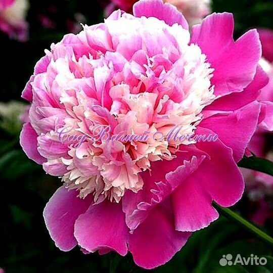 Пионы и дельфиниумы, клематис