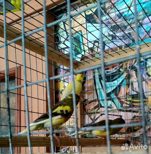 Кенара и канарейки