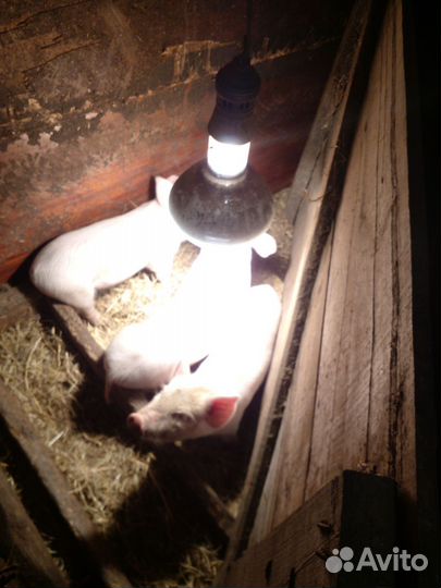 Поросята ландрас