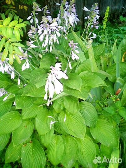 Много многолетних цветов для сада