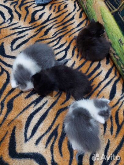 Котята отдам в добрые руки бесплатно