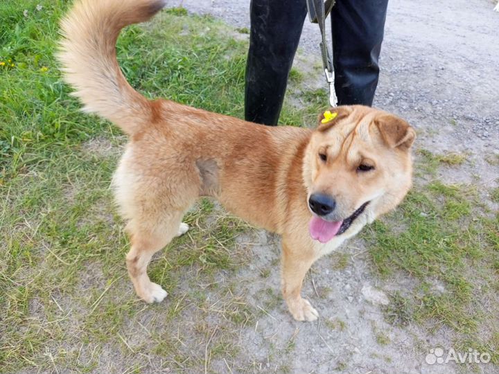 Собака в добрые руки