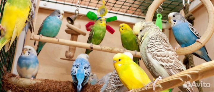 Волнистые попугаи малыши всяких расцветок