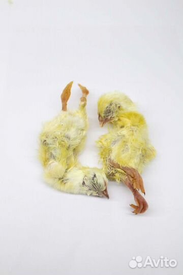 Цыплята суточные на корм животным (заморозка)