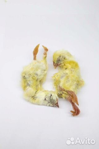 Цыплята суточные на корм животным (заморозка)