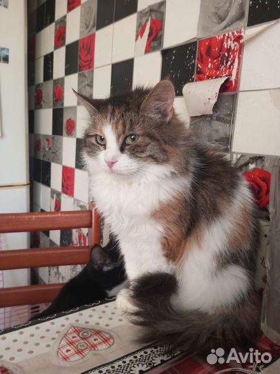Кошка в дар бесплатно