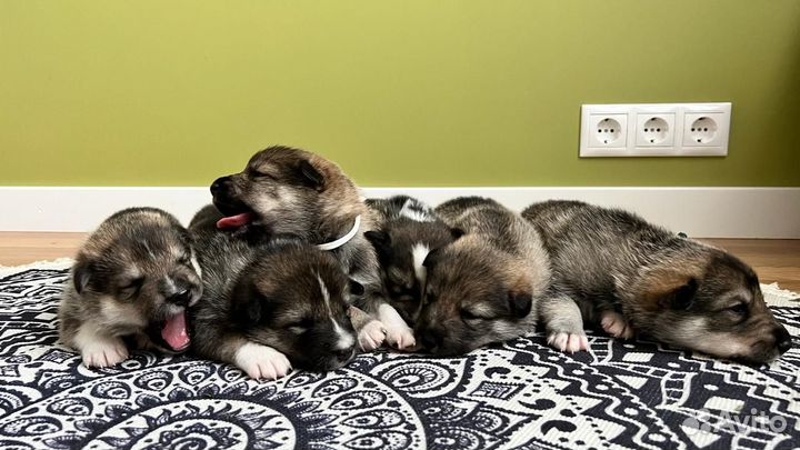 Щенки в добрые руки (осталась одна девочка)