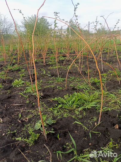 Малина новость Кузьмина.и отростки