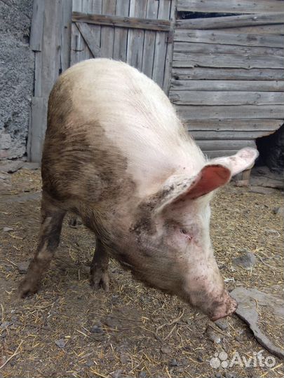 Хряк на племя