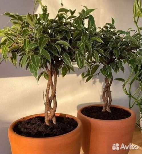 Фикус комнатные цветы