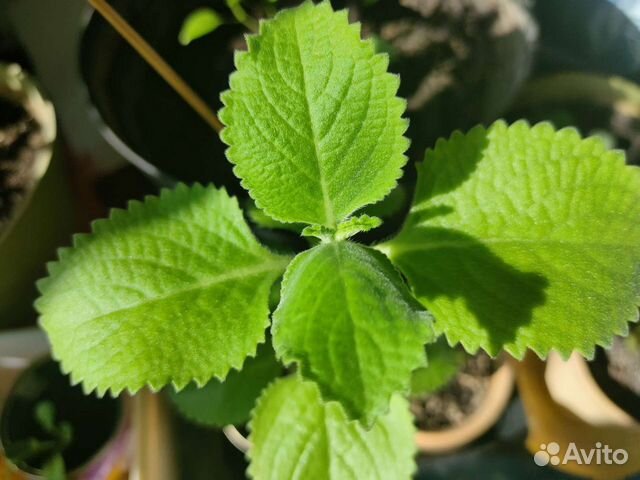 Японская мята. Рассада