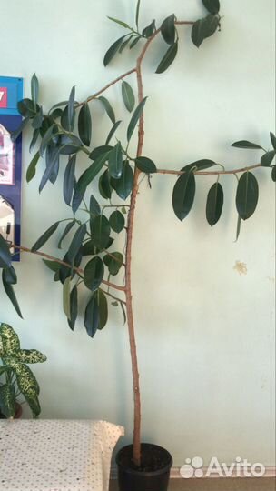 Комнатные растения