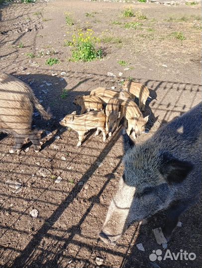 Свиньи дикие